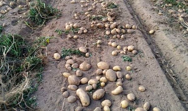 La comarca de A Limia recoge más de cien millones de kilos de patatas, de los que diez están amparados