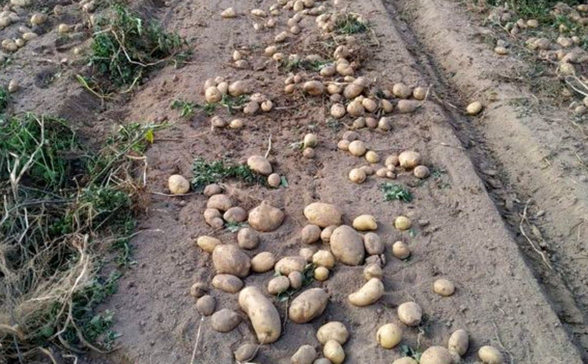 La comarca de A Limia recoge más de cien millones de kilos de patatas, de los que diez están amparados La comarca de A Limia recoge más de cien millones de kilos de patatas, de los que diez están amparados
