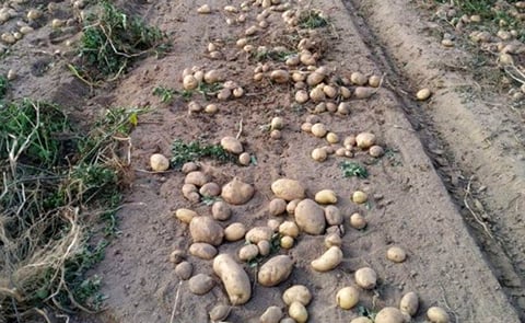 Producción de patatas en la comarca de A Limia. Producción de patatas en la comarca de A Limia.