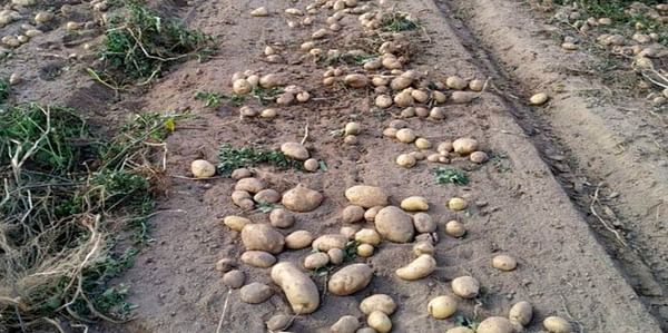 La comarca de A Limia recoge más de cien millones de kilos de patatas, de los que diez están amparados