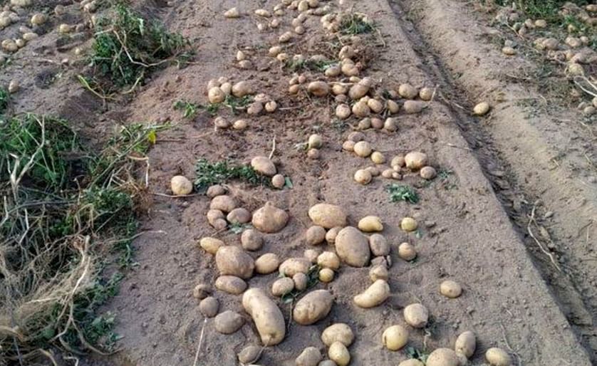 Producción de patatas en la comarca de A Limia.