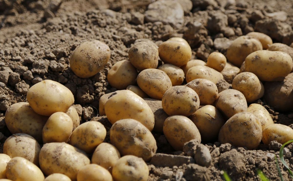 Freshly harvested potatoes — a vital crop now threatened by Potato Cyst Nematodes (PCN) in Africa. Freshly harvested potatoes — a vital crop now threatened by Potato Cyst Nematodes (PCN) in Africa.