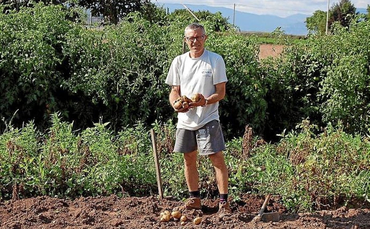 Comienza el arranque de la patata en 1.200 hectáreas en Álava, España. Comienza el arranque de la patata en 1.200 hectáreas en Álava, España.