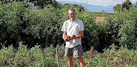 Comienza el arranque de la patata en 1.200 hectáreas en Álava, España.