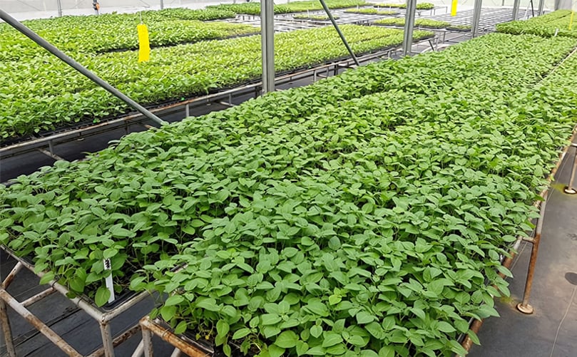 CAPTION Commercial Pproduction of Apical Cuttings