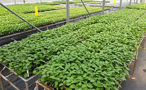 Commercial production of apical cuttings of potato, Stokman Rozen Kenya (Courtesy: M. Parker/CIP) Commercial production of apical cuttings of potato, Stokman Rozen Kenya (Courtesy: M. Parker/CIP)