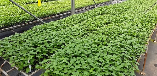 Catalyzing a greater supply of seed potato in Kenya