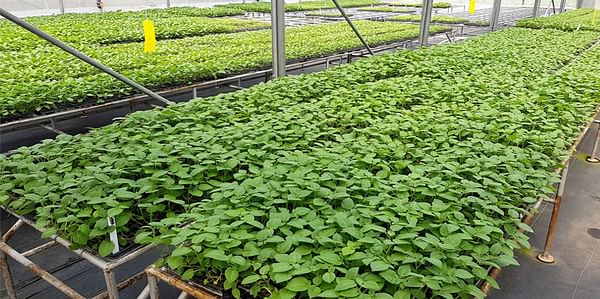 Catalyzing a greater supply of seed potato in Kenya