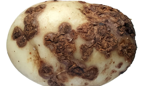 Continuing drought increases common scab threat for UK potato growers Continuing drought increases common scab threat for UK potato growers