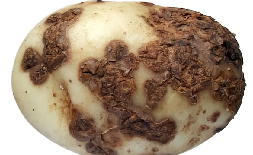 Continuing drought increases common scab threat for UK potato growers