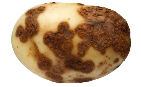 Potato severely affected by Common Scab (Courtesy: AHDB Potatoes) Potato severely affected by Common Scab (Courtesy: AHDB Potatoes)