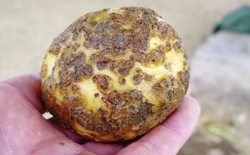 Potato tubers with common scab lesions, illustrating economic impact on marketability