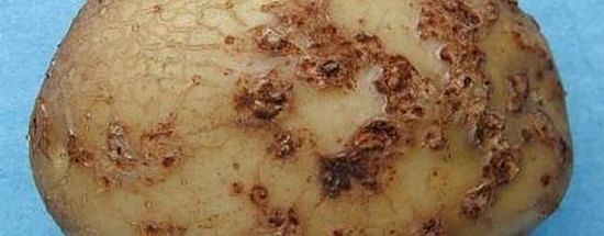 Common-Scab Common-Scab