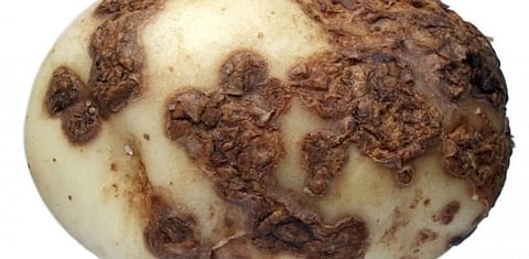 Increasing reports of widespread scab as United Kingdom potato harvest progresses