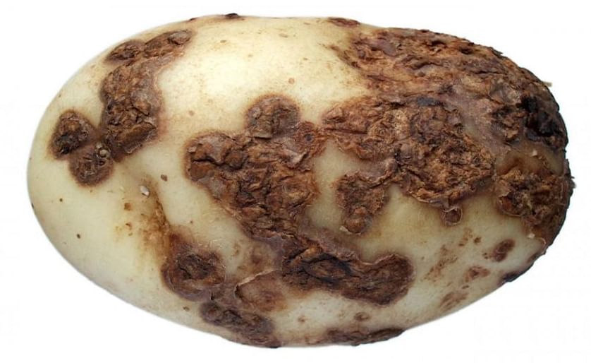 Potato severely affected by Common Scab (Courtesy: AHDB Potatoes)