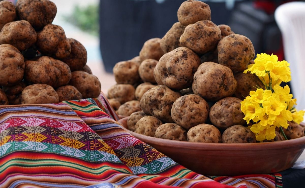 Cómo clasifican a la papa nativa en Perú (Infografía) Cómo clasifican a la papa nativa en Perú (Infografía)