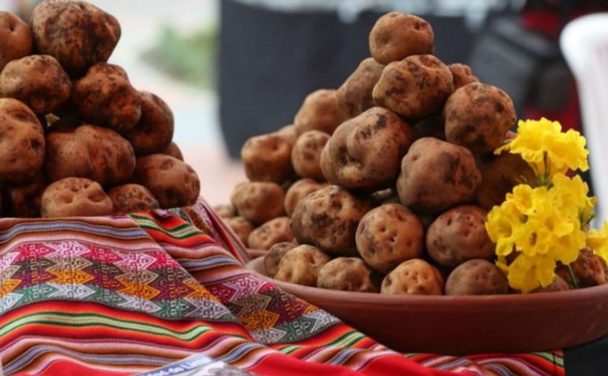 Cómo clasifican a la papa nativa en Perú (Infografía) Cómo clasifican a la papa nativa en Perú (Infografía)