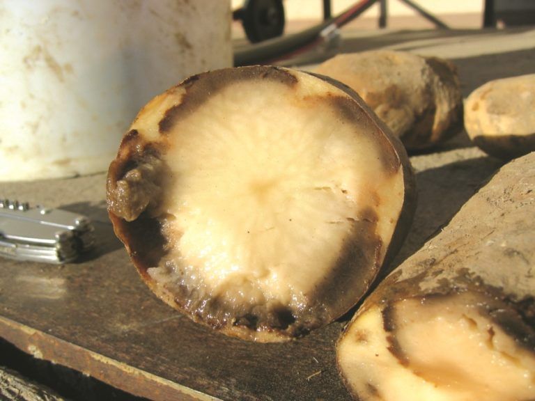 Cómo preservar la calidad poscosecha de la papa