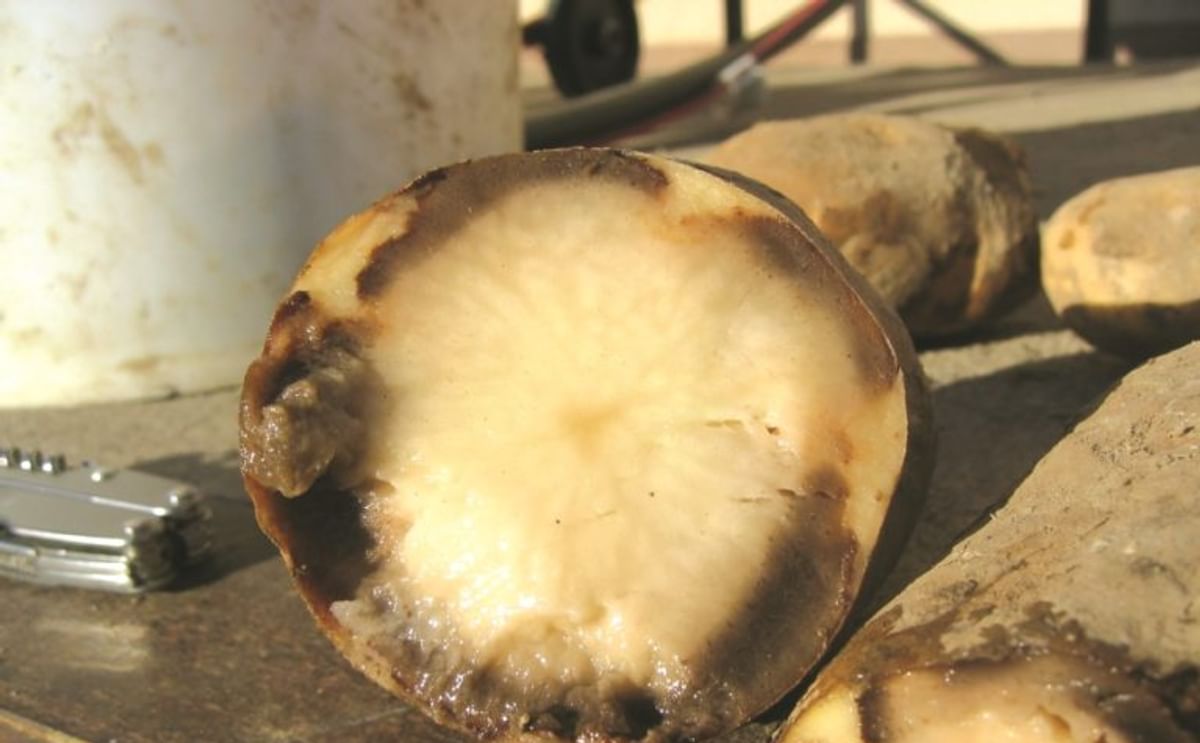 Cómo preservar la calidad poscosecha de la papa Cómo preservar la calidad poscosecha de la papa