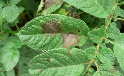 Manchas necróticas de color marrón oscuras en el haz de las hojas (Foto: W. Pérez) Manchas necróticas de color marrón oscuras en el haz de las hojas (Foto: W. Pérez)