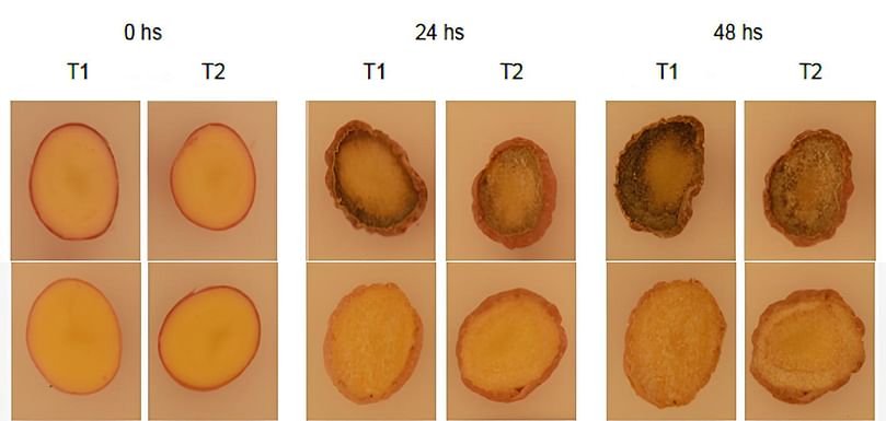 Comparación del pardeamiento tras 48 horas de exposición entre la papa convencional (arriba) y la papa mejorada con CRISPR (abajo) (Cortesía)