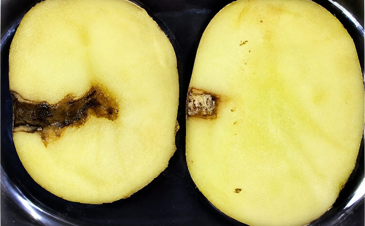 Comparison of potato samples seven days after inoculation with Phytophthora infestans: untreated sample (left) shows late blight infection, while treated sample (right) remains healthy.