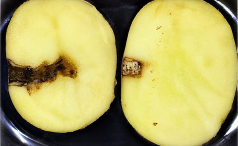 Comparison of potato samples seven days after inoculation with Phytophthora infestans: untreated sample (left) shows late blight infection, while treated sample (right) remains healthy. Comparison of potato samples seven days after inoculation with Phytophthora infestans: untreated sample (left) shows late blight infection, while treated sample (right) remains healthy.