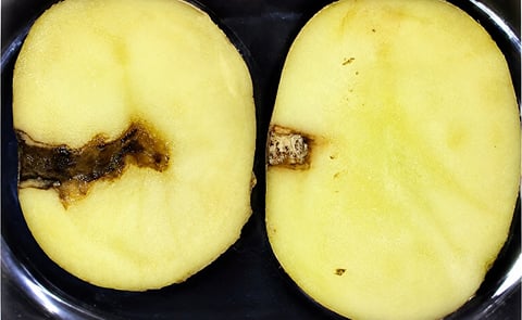Comparison of potato samples seven days after inoculation with Phytophthora infestans: untreated sample (left) shows late blight infection, while treated sample (right) remains healthy. Comparison of potato samples seven days after inoculation with Phytophthora infestans: untreated sample (left) shows late blight infection, while treated sample (right) remains healthy.