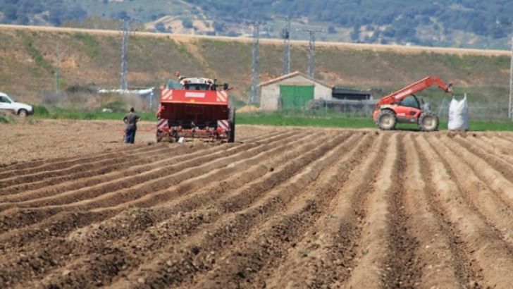 España: Siete consejos para realizar una buena siembra de papa