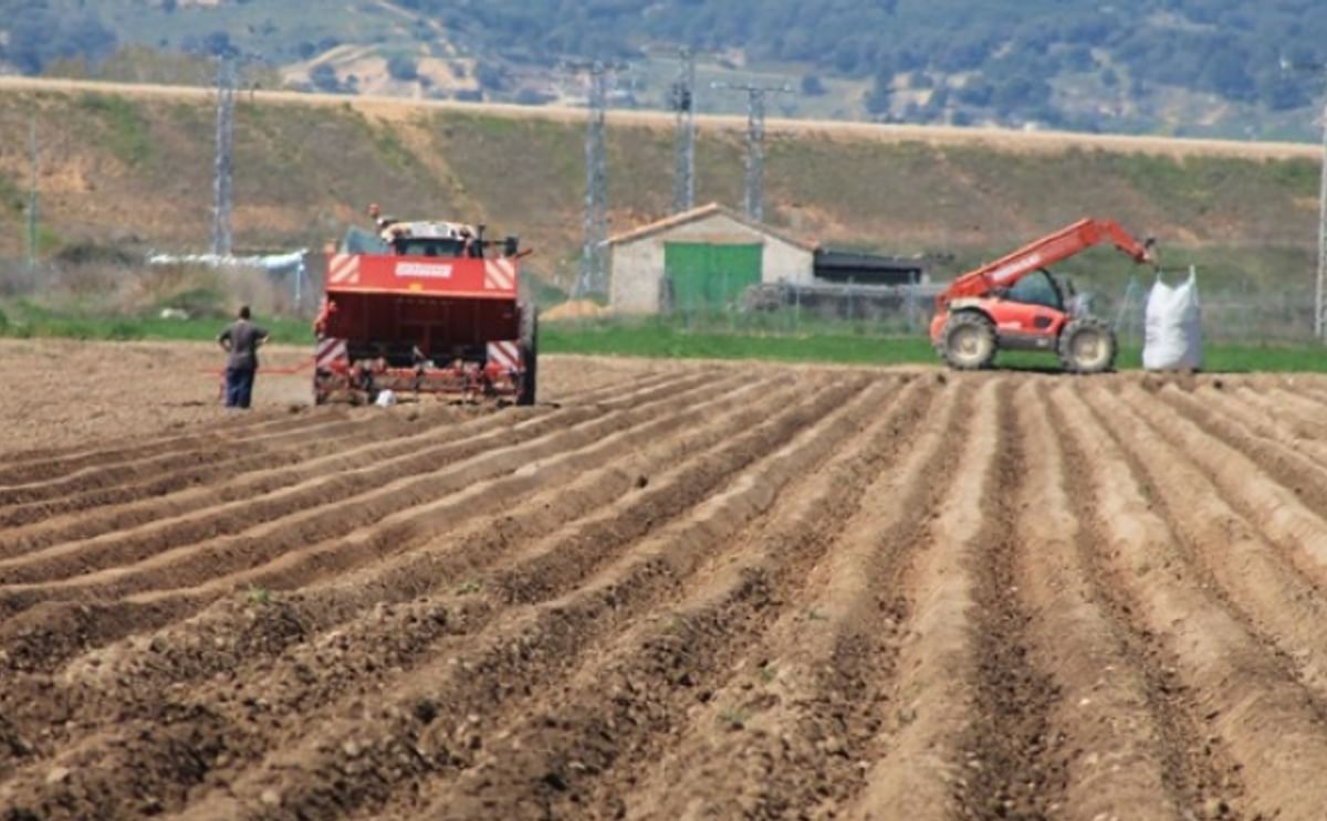 España: Siete consejos para realizar una buena siembra de papa España: Siete consejos para realizar una buena siembra de papa