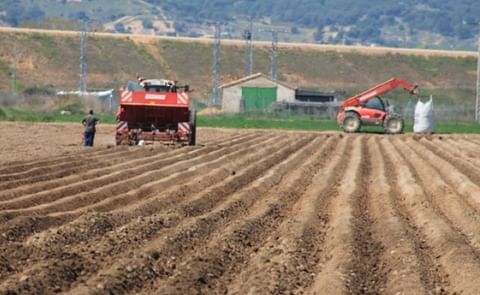 España: Siete consejos para realizar una buena siembra de papa España: Siete consejos para realizar una buena siembra de papa
