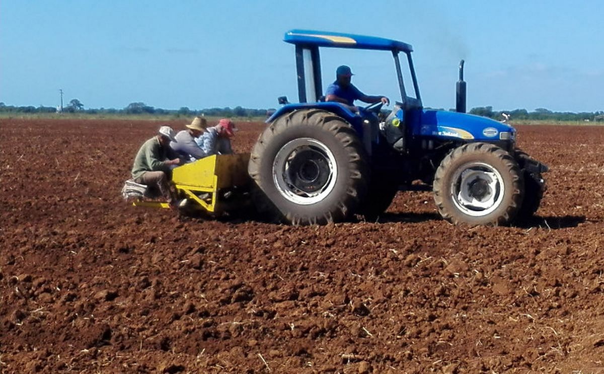 Campos sembrados con semilla de alta calidad en Cienfuegos, Cuba. La garantía del paquete tecnológico y el aseguramiento del riego permiten augurar rendimientos por encima de las 21 toneladas por hectárea. (Courtesy: Armando)