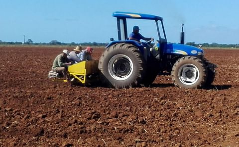 Campos sembrados con semilla de alta calidad en Cienfuegos, Cuba. La garantía del paquete tecnológico y el aseguramiento del riego permiten augurar rendimientos por encima de las 21 toneladas por hectárea. (Courtesy: Armando)