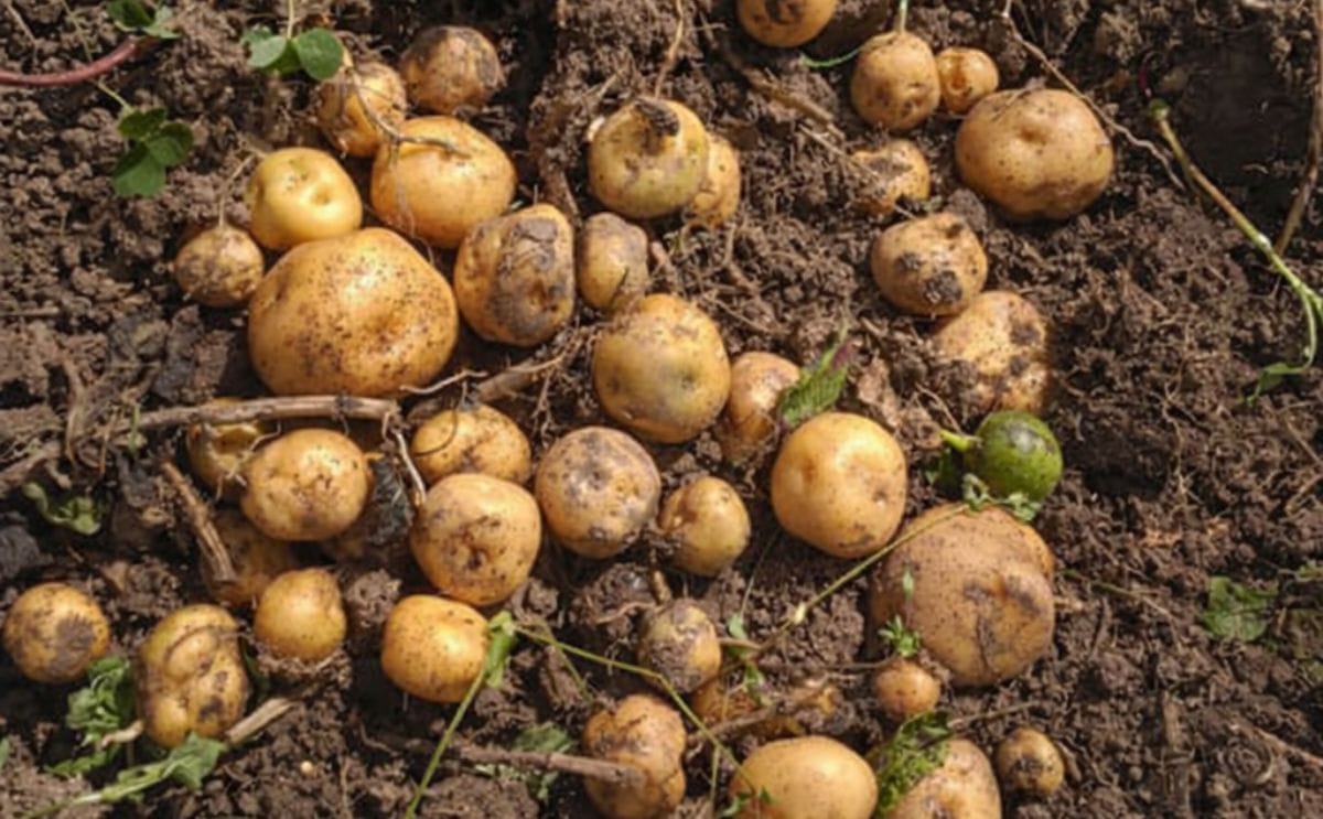 El sub-sector de las papas es uno de los más importantes dentro del renglón económico de la agricultura en el país.