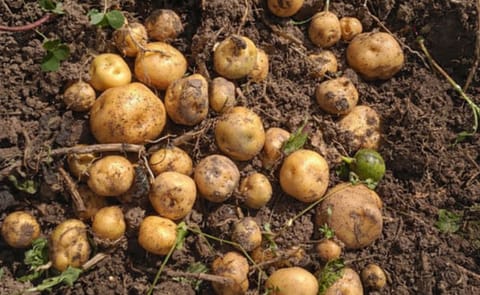 El sub-sector de las papas es uno de los más importantes dentro del renglón económico de la agricultura en el país. El sub-sector de las papas es uno de los más importantes dentro del renglón económico de la agricultura en el país.