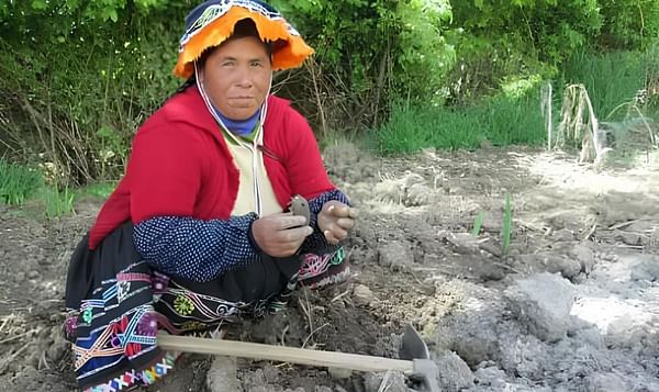 Comunidades andinas del Perú usan sus conocimientos para proteger variedades de papa