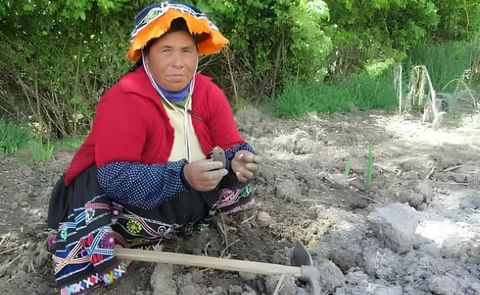 Comunidades andinas del Perú usan sus conocimientos para proteger variedades de papa Comunidades andinas del Perú usan sus conocimientos para proteger variedades de papa