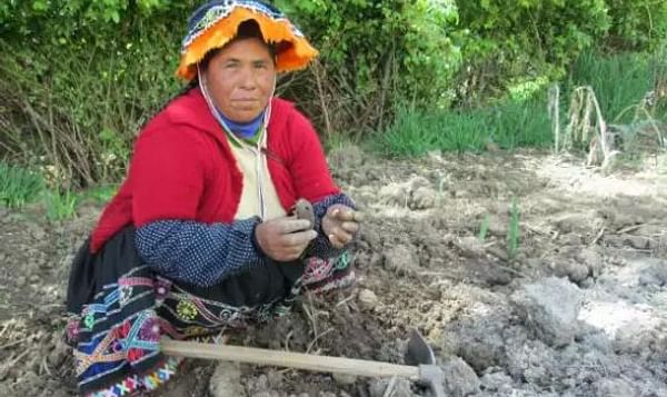Comunidades andinas del Perú usan sus conocimientos para proteger variedades de papa 