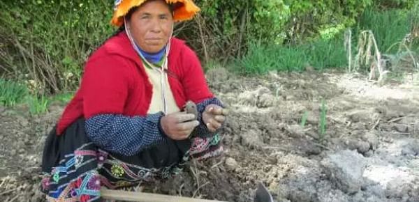 Comunidades andinas del Perú usan sus conocimientos para proteger variedades de papa 
