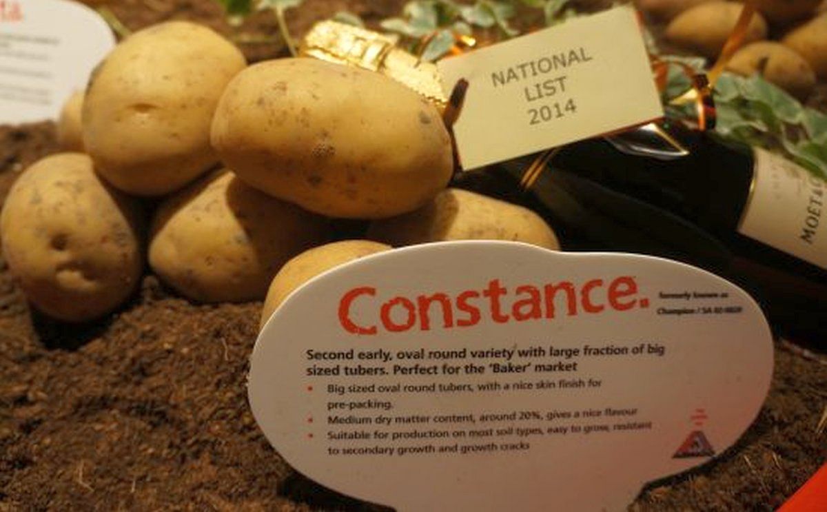 Agrico's new Potato Variety Constance