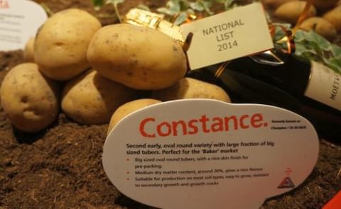 Agrico's new Potato Variety Constance Agrico's new Potato Variety Constance