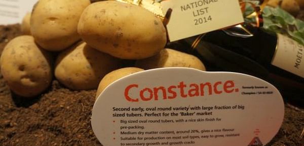 Agrico's new Potato Variety Constance