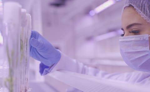 Contract micropropagation of healthy plant material under controlled laboratory conditions. Contract micropropagation of healthy plant material under controlled laboratory conditions.