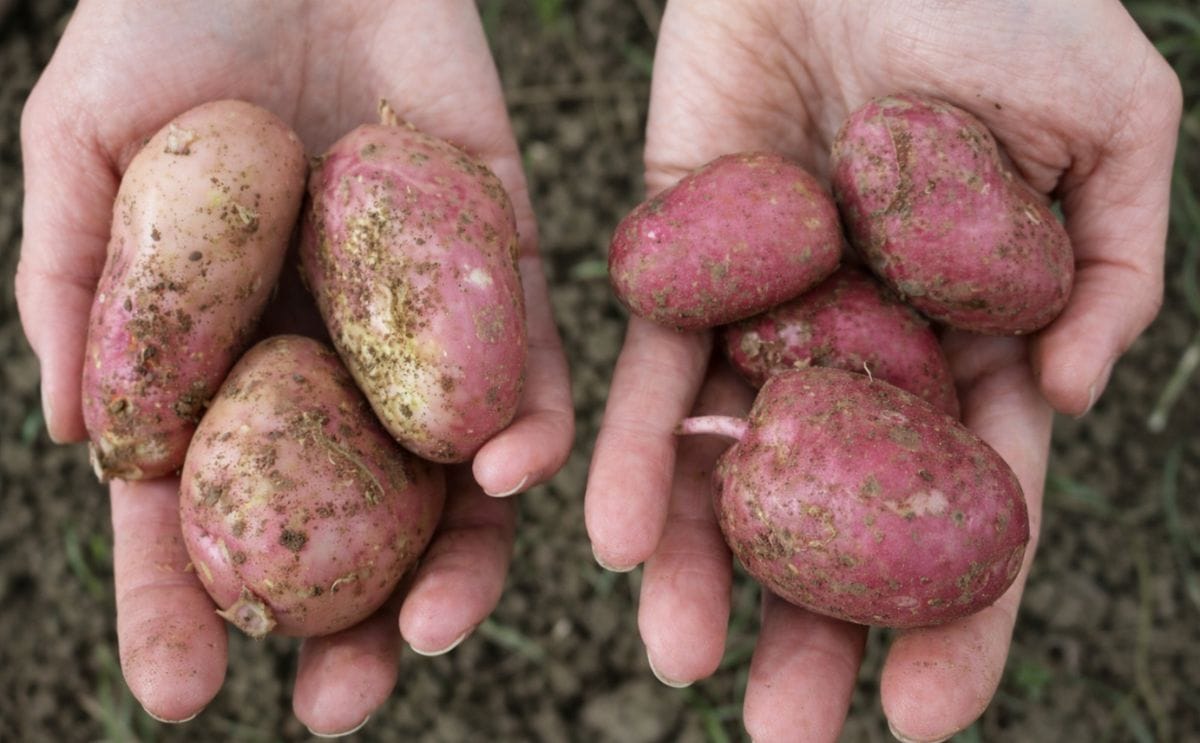 Conventionally-grown potatoes on the left of the picture and organically grown potatoes on the right. Conventionally-grown potatoes on the left of the picture and organically grown potatoes on the right.