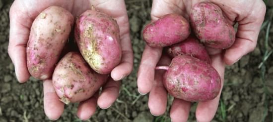 International Study suggests Organic plants produce more antioxidants