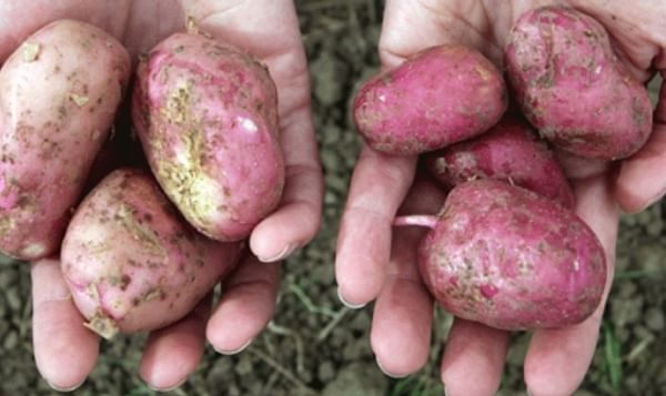Conventionally-grown potatoes on the left of the picture and organically grown potatoes on the right.