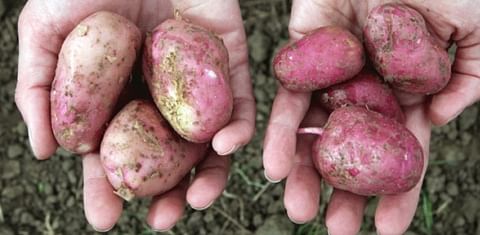 Conventionally-grown potatoes on the left of the picture and organically grown potatoes on the right.