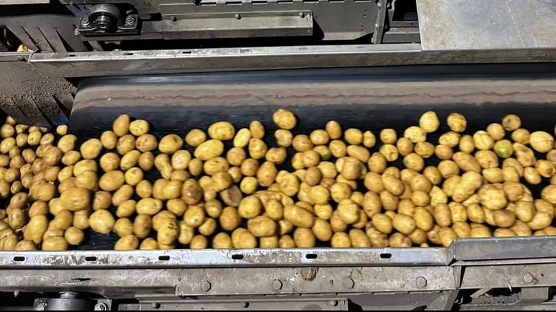 Potatoes on the processing line, where AI-generated predictions will soon guide operators in real time. Potatoes on the processing line, where AI-generated predictions will soon guide operators in real time.