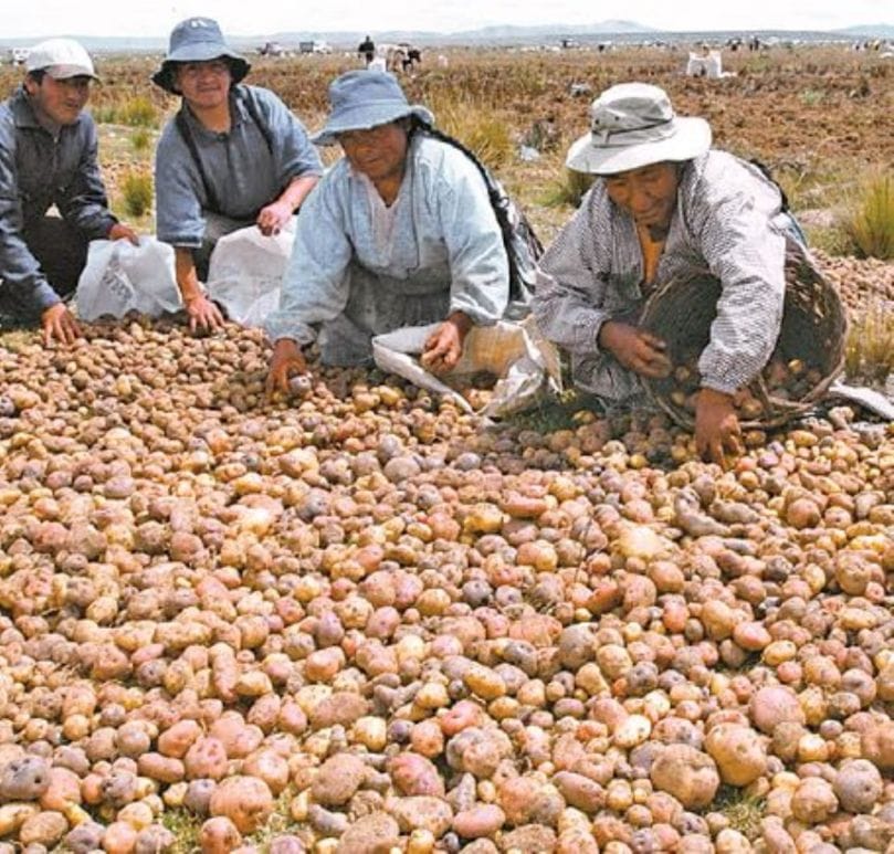 Corea del Sur apoya a Bolivia en la producción de papa
