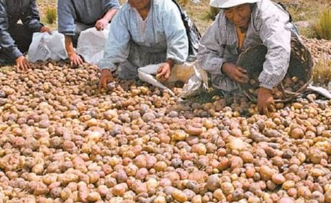 Corea del Sur apoya a Bolivia en la producción de papa Corea del Sur apoya a Bolivia en la producción de papa